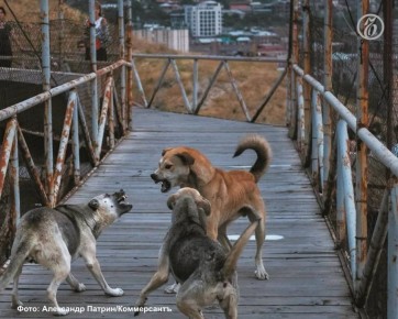 В Сочи с 16 по 22 марта пройдет плановое мероприятие по отлову безнадзорных собак