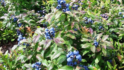 Средняя голубика: интересные сорта для любителей ягод