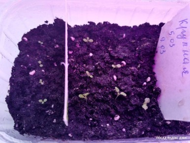 ��� ���������� �������� � ����-������� ��� �������