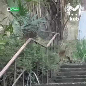 �����. ��������� ������ ����� �������