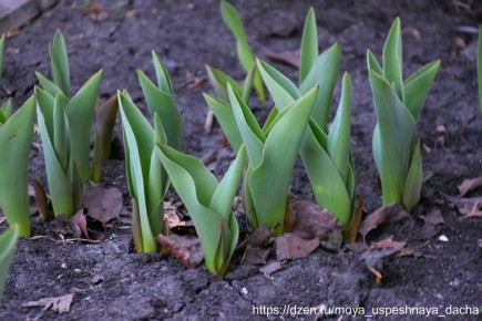 ��� ��������� �� ���������� ������: ������ ��� ��������� ����