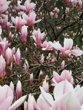 Розовое настроение Сочи. Оригиналы видео: krukovtravel