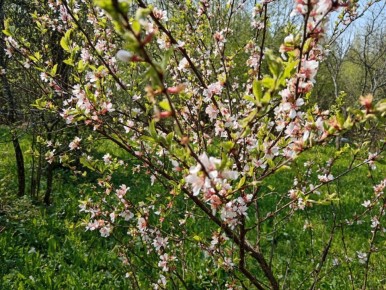 Как опрыскивание вишни борной кислотой способствует доходному урожаю
