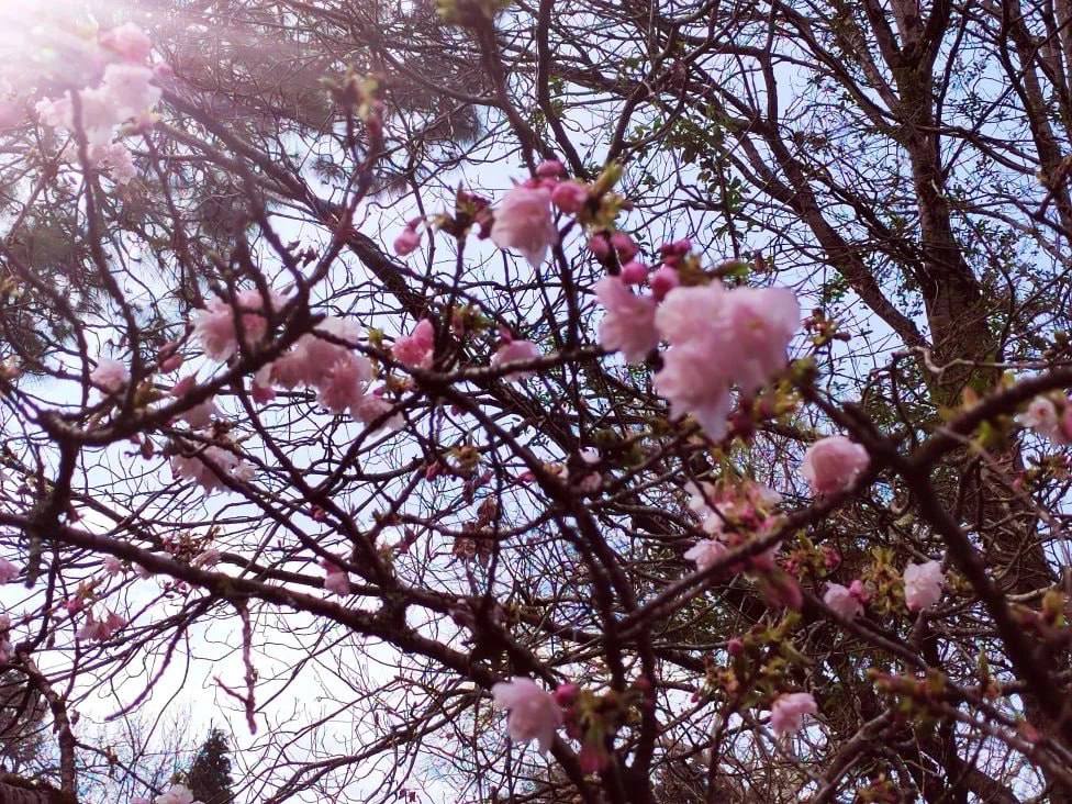 Зачем лететь в Токио, если у нас есть своя Япония? Зачем лететь в Токио, если у нас есть своя Япония?