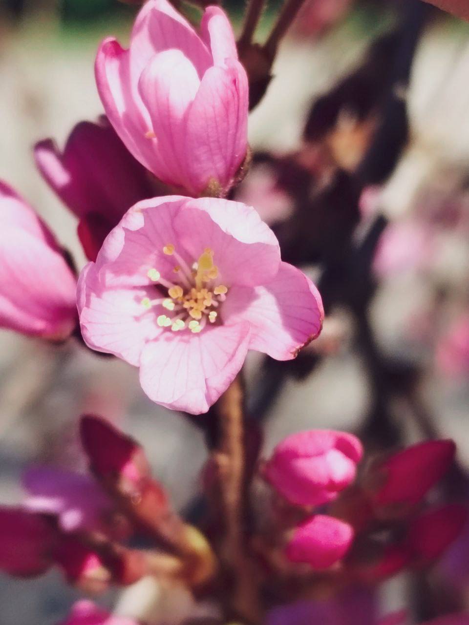 Зачем лететь в Токио, если у нас есть своя Япония? Зачем лететь в Токио, если у нас есть своя Япония?