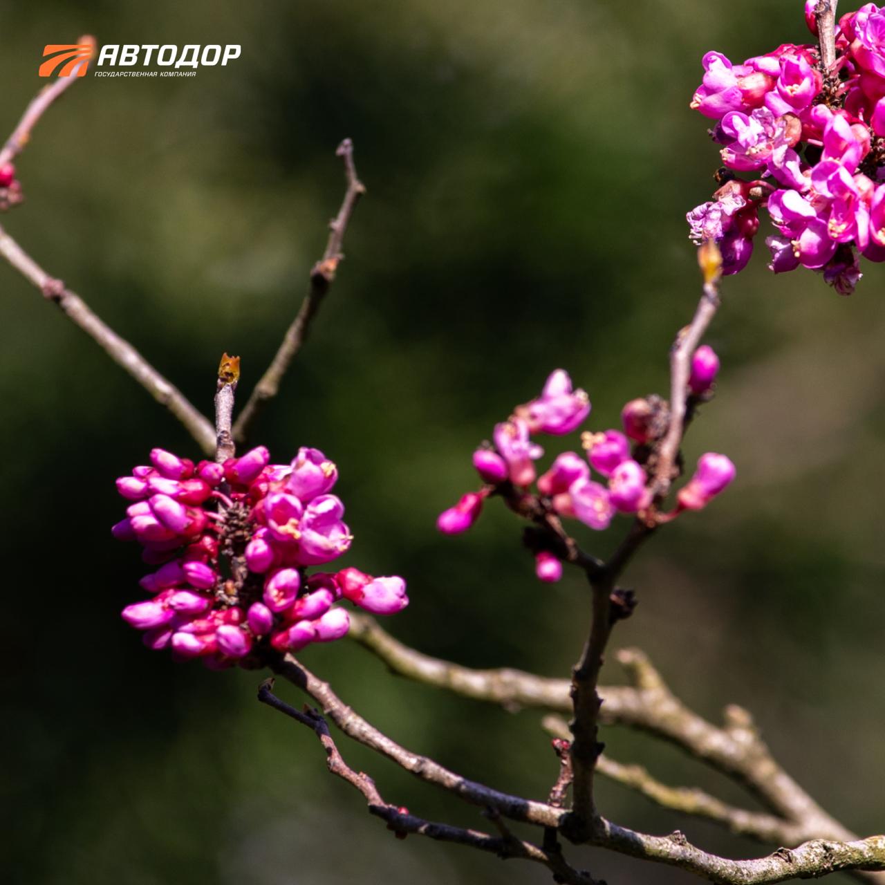 Один из символов сочинской весны – цветущие магнолии в парке «Южные культуры» Один из символов сочинской весны – цветущие магнолии в парке «Южные культуры»