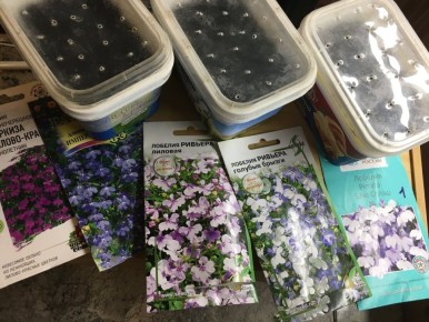 Плюсы и минусы лобелии: какие семена выбрать для удачного посева