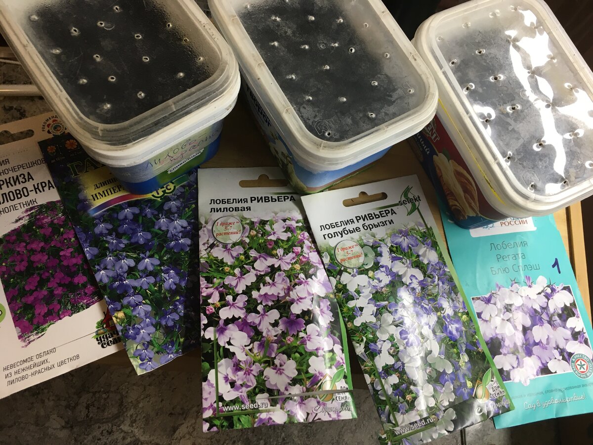 Плюсы и минусы лобелии: какие семена выбрать для удачного посева