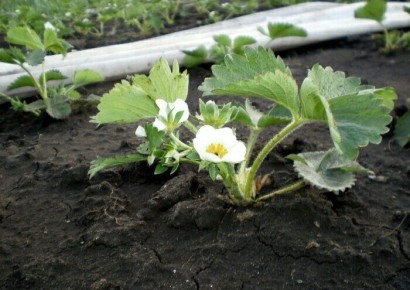 Советы по уходу за клубникой весной: что делать, а что лучше отложить