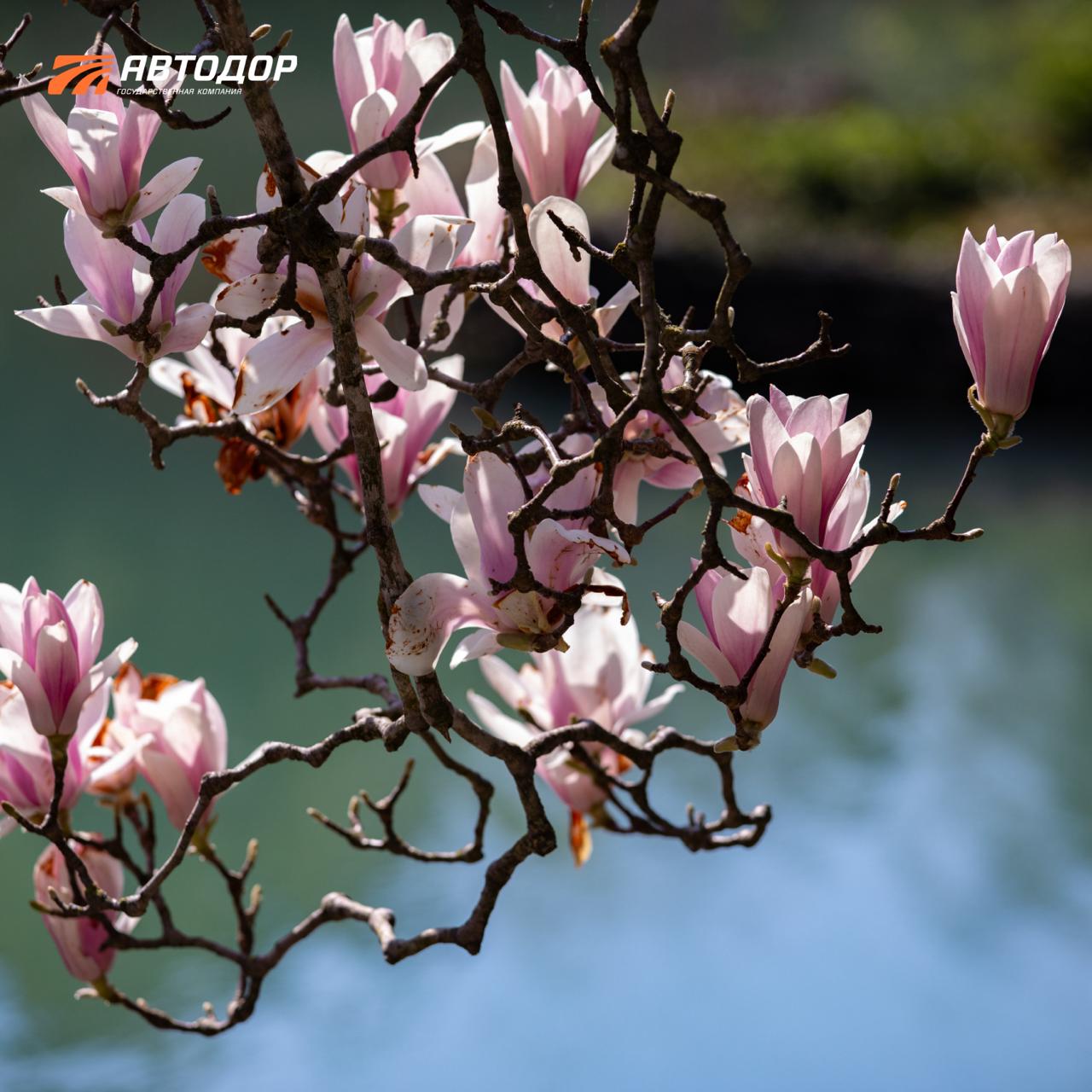 Один из символов сочинской весны – цветущие магнолии в парке «Южные культуры» Один из символов сочинской весны – цветущие магнолии в парке «Южные культуры»
