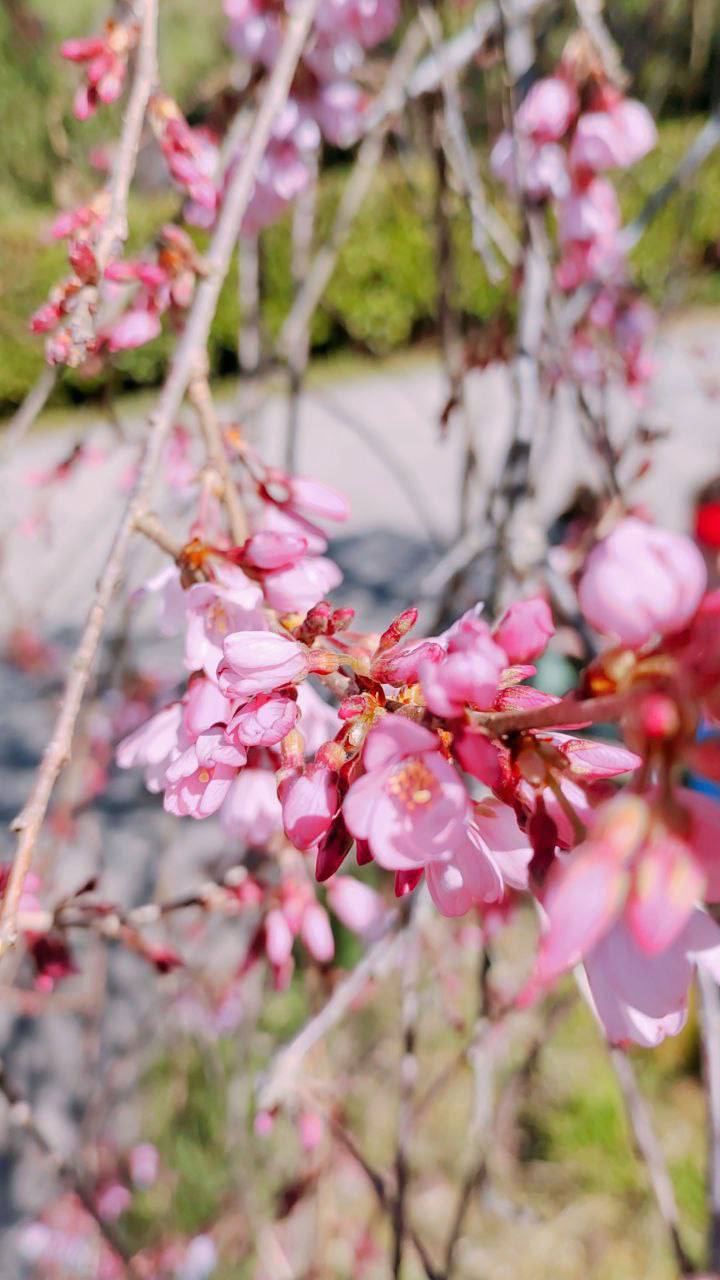 Зачем лететь в Токио, если у нас есть своя Япония? Зачем лететь в Токио, если у нас есть своя Япония?