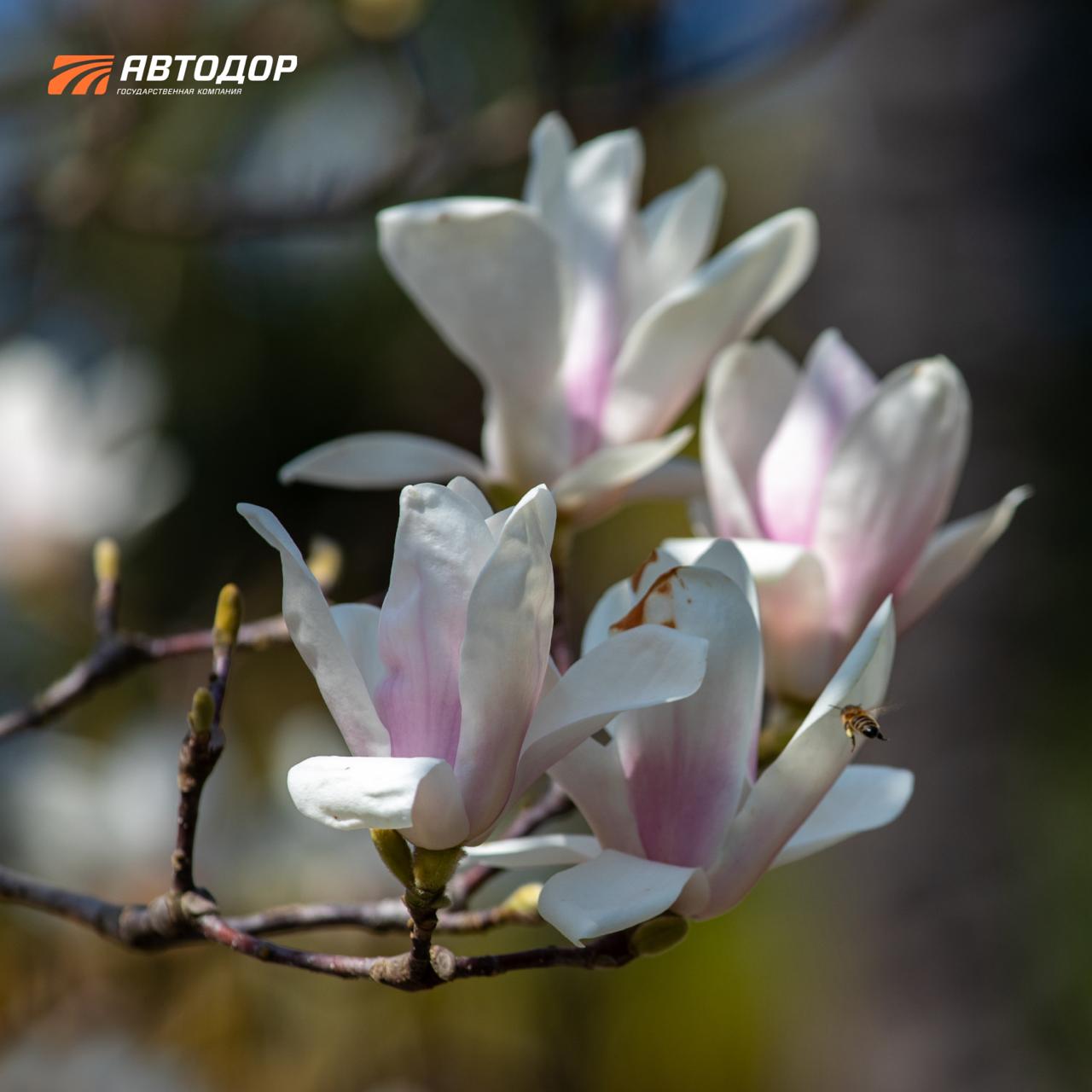 Один из символов сочинской весны – цветущие магнолии в парке «Южные культуры» Один из символов сочинской весны – цветущие магнолии в парке «Южные культуры»