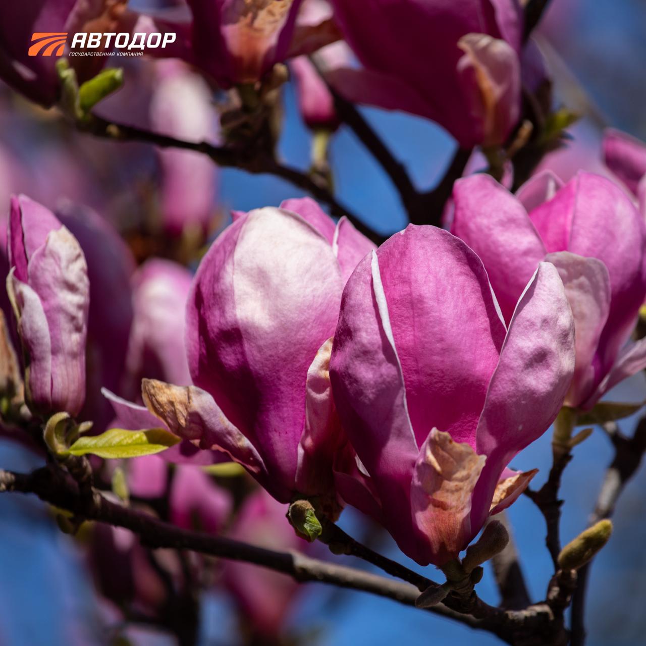 Один из символов сочинской весны – цветущие магнолии в парке «Южные культуры» Один из символов сочинской весны – цветущие магнолии в парке «Южные культуры»