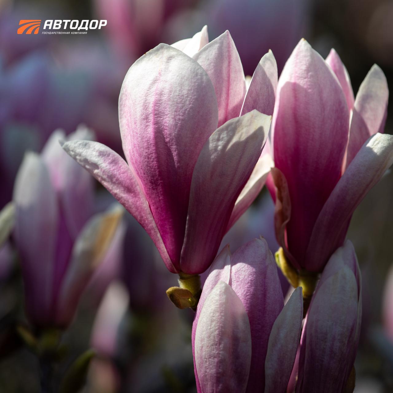 Один из символов сочинской весны – цветущие магнолии в парке «Южные культуры» Один из символов сочинской весны – цветущие магнолии в парке «Южные культуры»