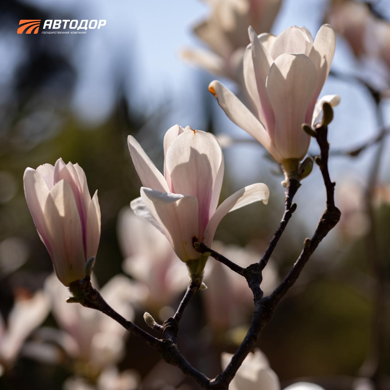 Один из символов сочинской весны – цветущие магнолии в парке «Южные культуры» Один из символов сочинской весны – цветущие магнолии в парке «Южные культуры»