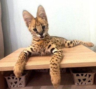 ���������� ����������� ����������� ������� � ���������� ������� ��� � �������