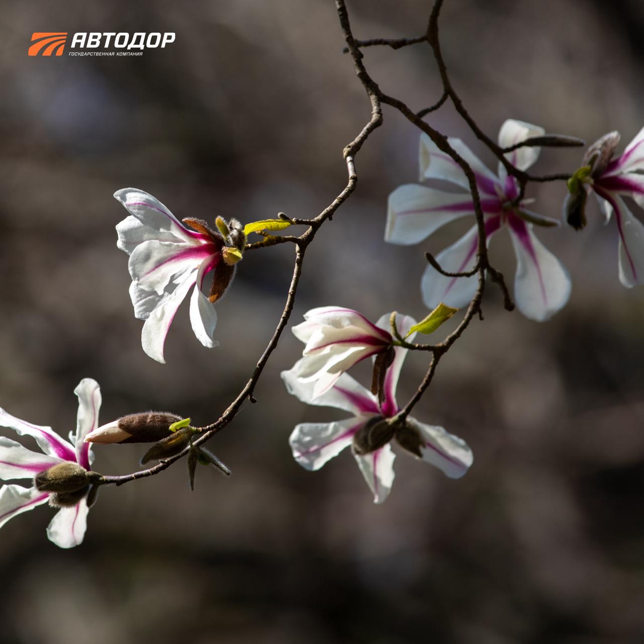Один из символов сочинской весны – цветущие магнолии в парке «Южные культуры» Один из символов сочинской весны – цветущие магнолии в парке «Южные культуры»