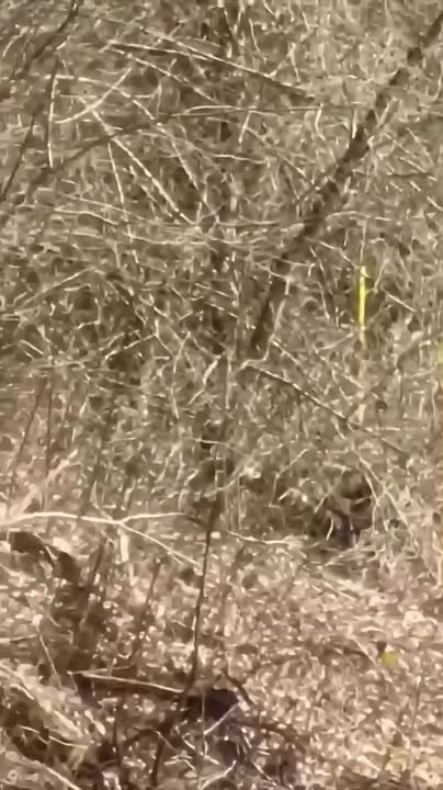 Мама-медведица устроила экскурсию для своих малышей