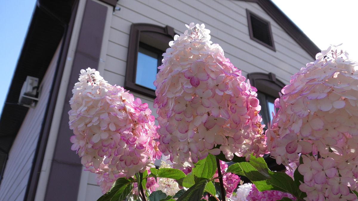 Совместимость пионов и гортензий: создаем гармонию в саду