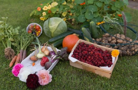 Август на даче: волшебство сбора урожая и подготовка к зиме