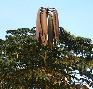 Дерево сломанных костей: тайны ороксилума индийского