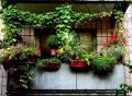 Как озеленить балкон: советы по выбору цветов для южной и северной стороны