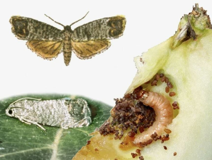 Эффективная борьба с плодожоркой: Фуфанон или Кинмикс?