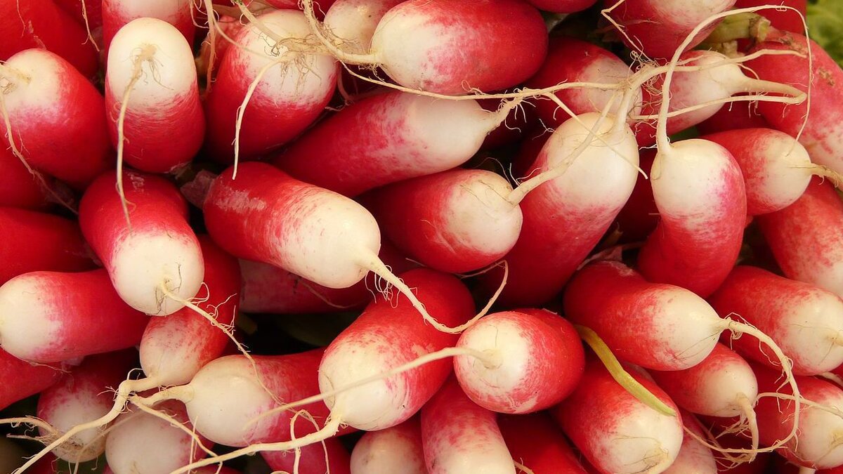 Как избежать цветения редиса: советы для садоводов