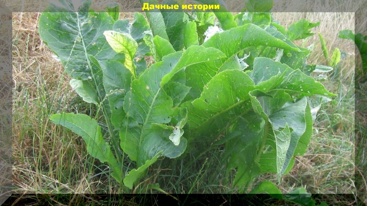 Как справиться с хреном на дачном участке: советы по контролю над растением