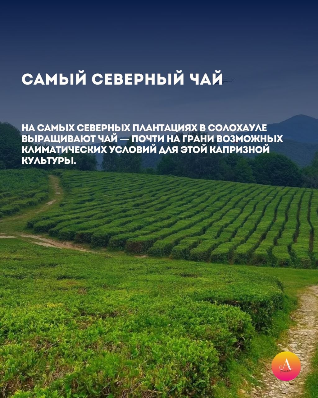Сочи ломает географию. Мы собрали для вас самые неожиданные факты, после которых вы обязательно зададите вопрос: «А это точно в России?» 5 вещей о Сочи, легко ломающих привычное представление о климате и пространстве, в... Сочи ломает географию. Мы собрали для вас самые неожиданные факты, после которых вы обязательно зададите вопрос: «А это точно в России?» 5 вещей о Сочи, легко ломающих привычное представление о климате и пространстве, в...