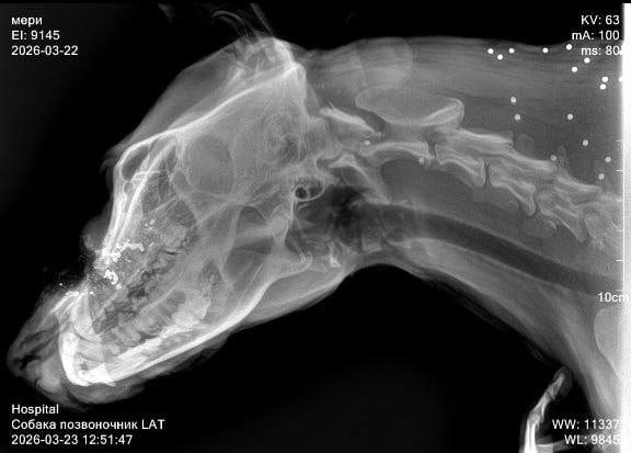 Неизвестный открыл стрельбу по бездомным собакам в поселке Нижняя Хобза (Сочи) Неизвестный открыл стрельбу по бездомным собакам в поселке Нижняя Хобза (Сочи)