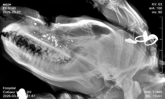 Неизвестный открыл стрельбу по бездомным собакам в поселке Нижняя Хобза (Сочи) Неизвестный открыл стрельбу по бездомным собакам в поселке Нижняя Хобза (Сочи)