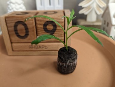 ������� ����� ��������: �� ������� �� ��������� ����