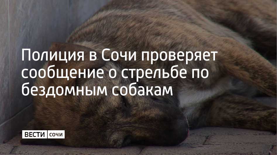 Полиция проверяет сообщение жителей о стрельбе по бездомным собакам в поселке Нижняя Хобза Лазаревского района Сочи, сообщает пресс-служба ГУ МВД России по Краснодарскому краю