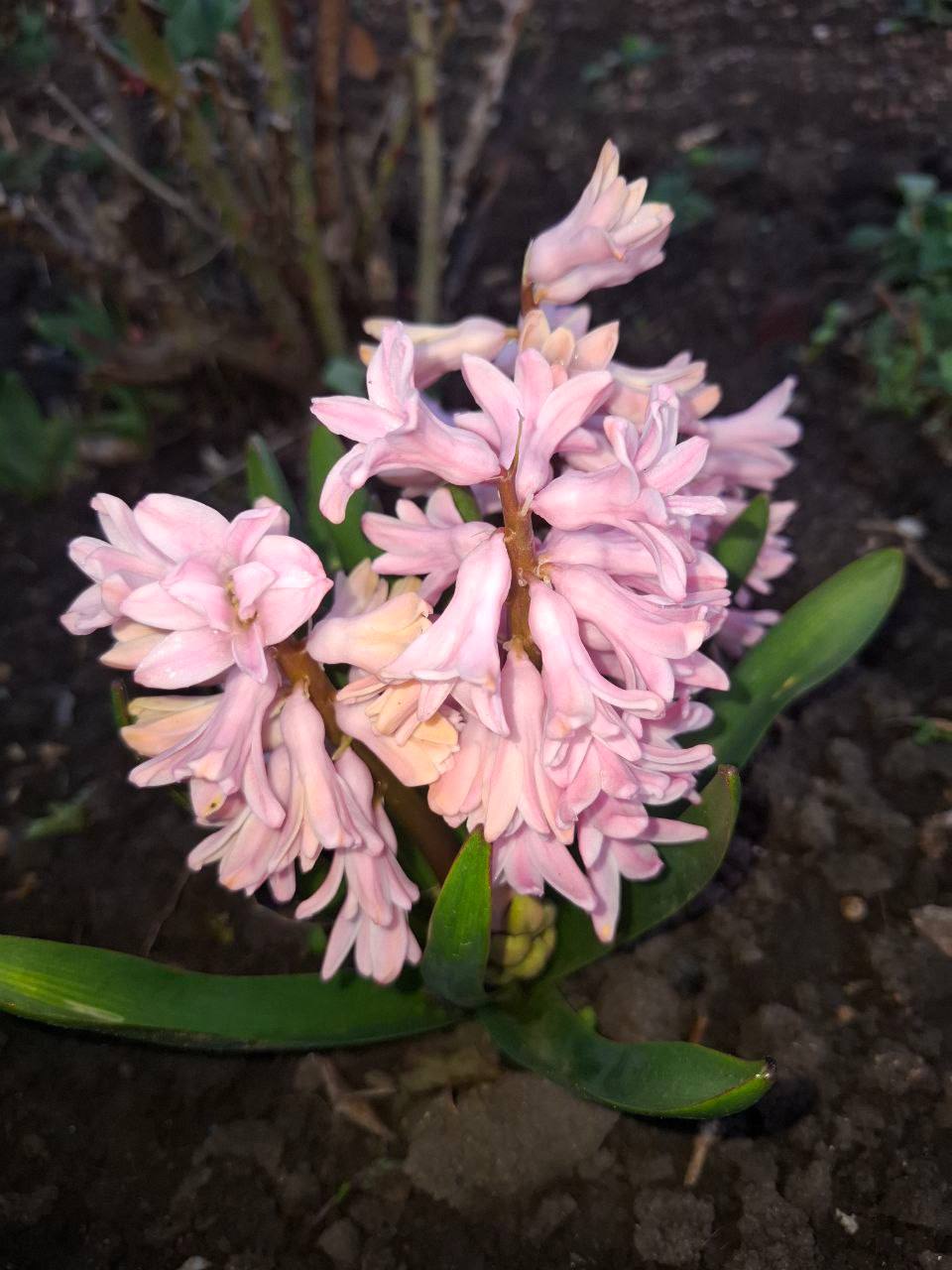 О погоде на 26 марта . В Краснодарском крае облачно с прояснениями О погоде на 26 марта . В Краснодарском крае облачно с прояснениями