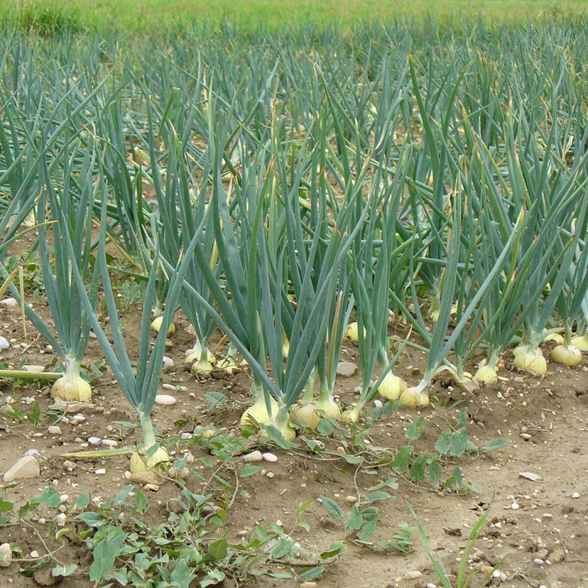 Преимущества посадки лука после бобовых: почему это важно