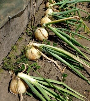 Когда убирать лук с грядки: секреты успешного сбора
