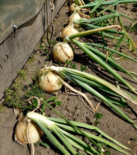 Когда убирать лук с грядки: секреты успешного сбора