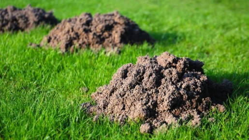 Как использовать землю из кротовых бугорков на даче