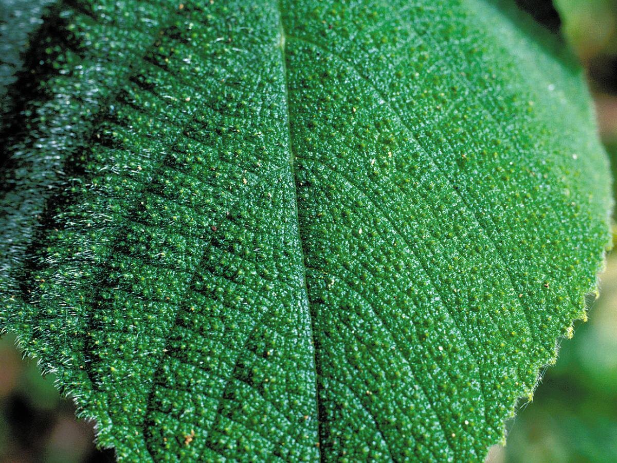 Эффективные способы борьбы с мокрицей на дачном участке