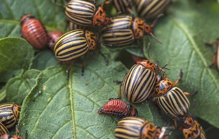Необычный способ борьбы с колорадскими жуками вызывает переполох у соседей