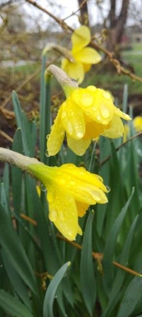 О погоде на 27 марта . В Краснодарском крае облачно с прояснениями