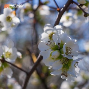 � ���� ����� �������� �����������