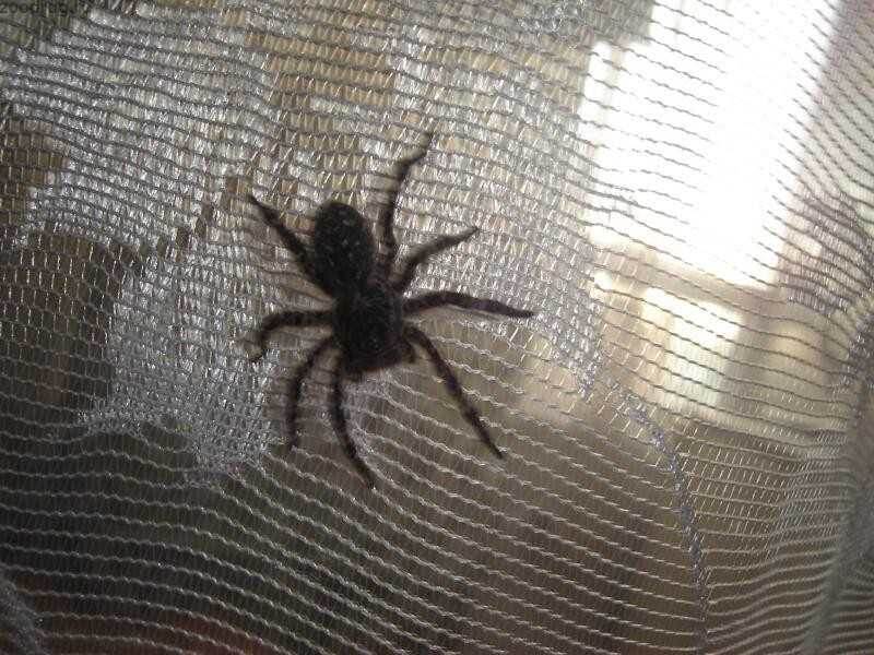 Порадуйте себя уютом: как минимизировать нашествие насекомых