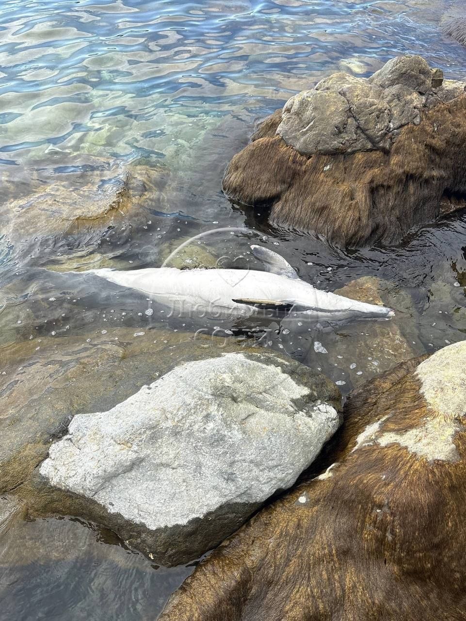 У морпорта в Сириусе на камнях нашли мертвого дельфина У морпорта в Сириусе на камнях нашли мертвого дельфина