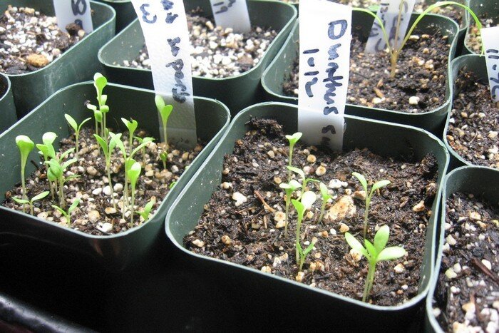 Как правильно вырастить рассаду гвоздики из семян