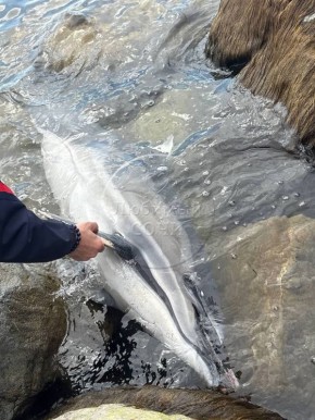 У морпорта в Сириусе на камнях нашли мертвого дельфина