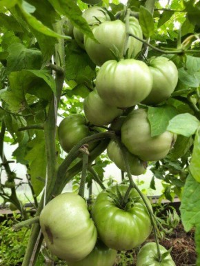 ��� ��������� ������������� ������ � ����: ������ ��� �������� ������