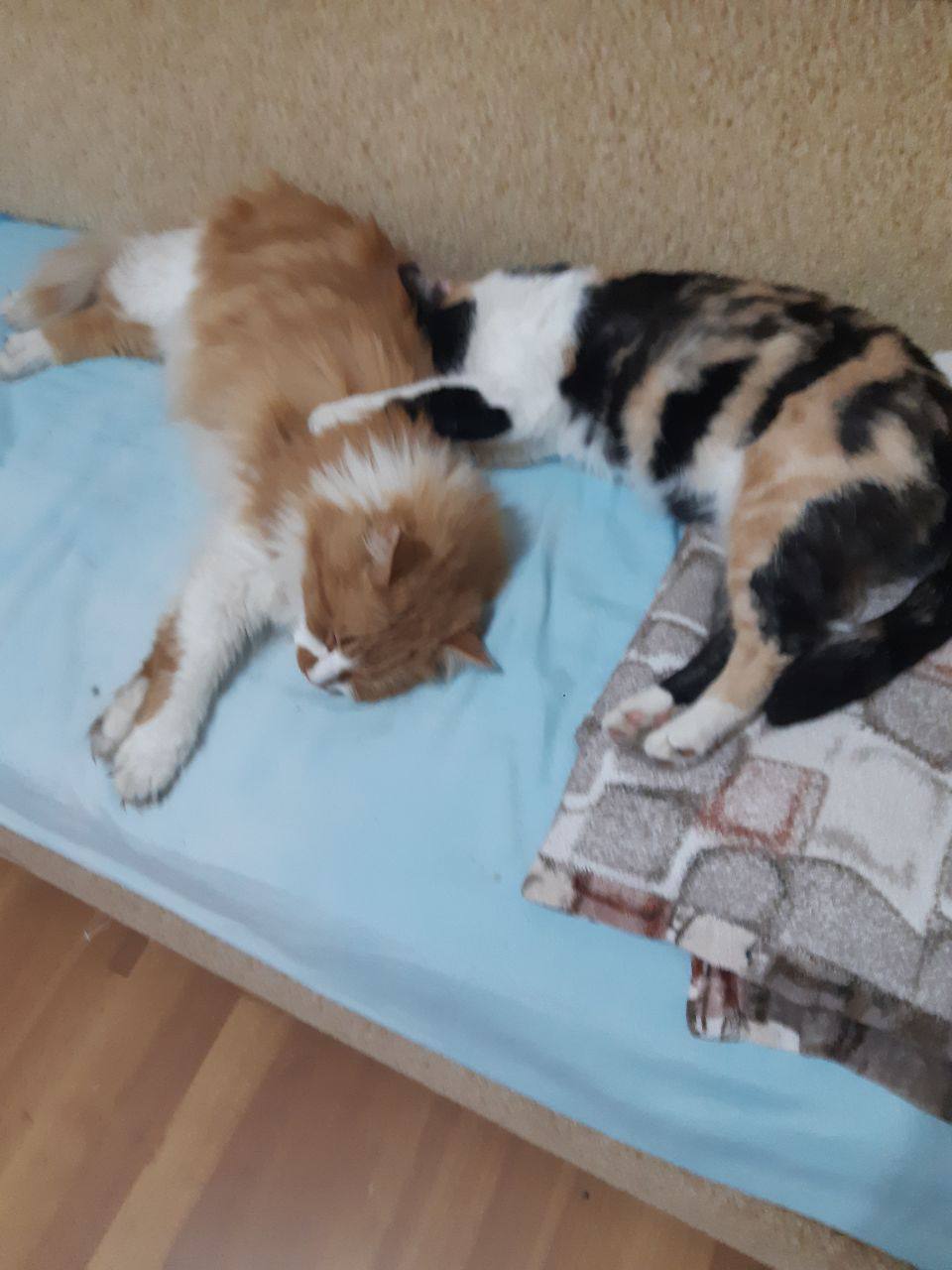 Доброе утро, Кубань!. Краснодар +15 °С Доброе утро, Кубань!. Краснодар +15 °С