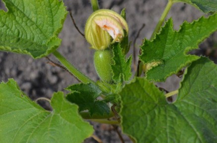 ��� ���������� ������� ������ �������� � �������: ������� ���������� ���������